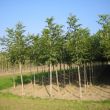 Notenboom - Juglans Regia