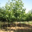 Platanus Acerifolia