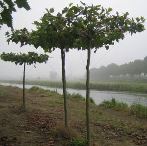 Platanus acerifolia
