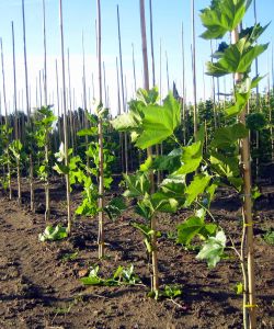 Platanus acerifolia