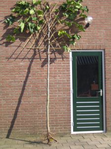 Platanus acerifolia