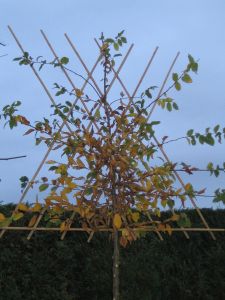 Carpinus Betulus
