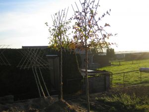 Carpinus Betulus