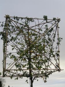 Carpinus Betulus
