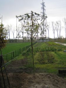 Carpinus Betulus