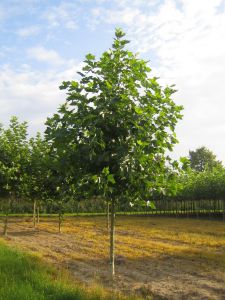 Prachtige boom met mooi groot blad